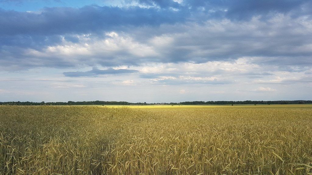 Az ukrán őszi búza jó állapotban van, a tavaszi vetéseket viszont komoly veszély fenyegeti a háború hatásai miatt