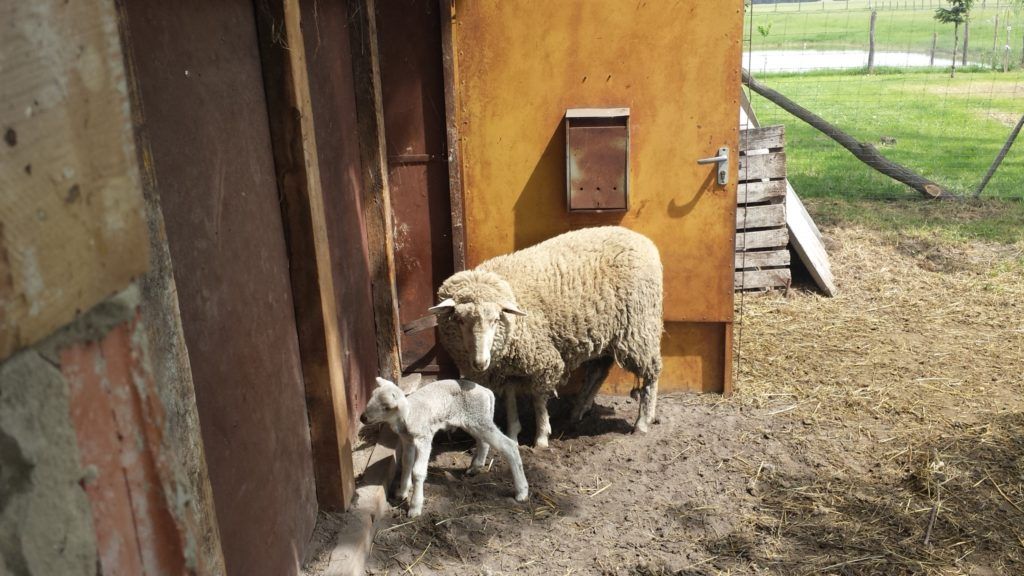 Több, mint ötödével csökkent a magyar juhállomány 5 év alatt - Fotó: Magro.hu, CSZS, Kiskunmajsa