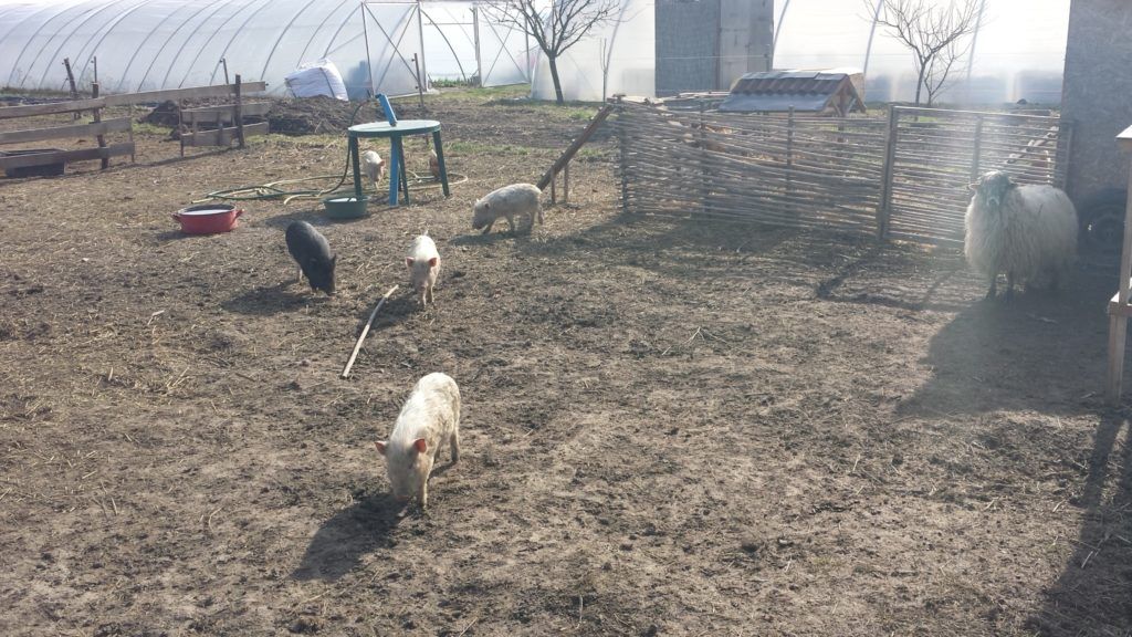 Csökkenhet az antibiotikum-felhasználás: újabb fontos segédleteket adott az állatgyógyászati készítményekhez a Nébih - Fotó: Magro.hu, CSZS, Tahitótfalu