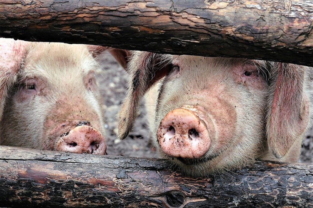 Hazai sertéstartókkal beszélve látszik, mindenki hasonló veszteségeket szenved el, küszködik, próbál életben maradni. Ez a helyzet állami támogatás mellett is tarthatatlan