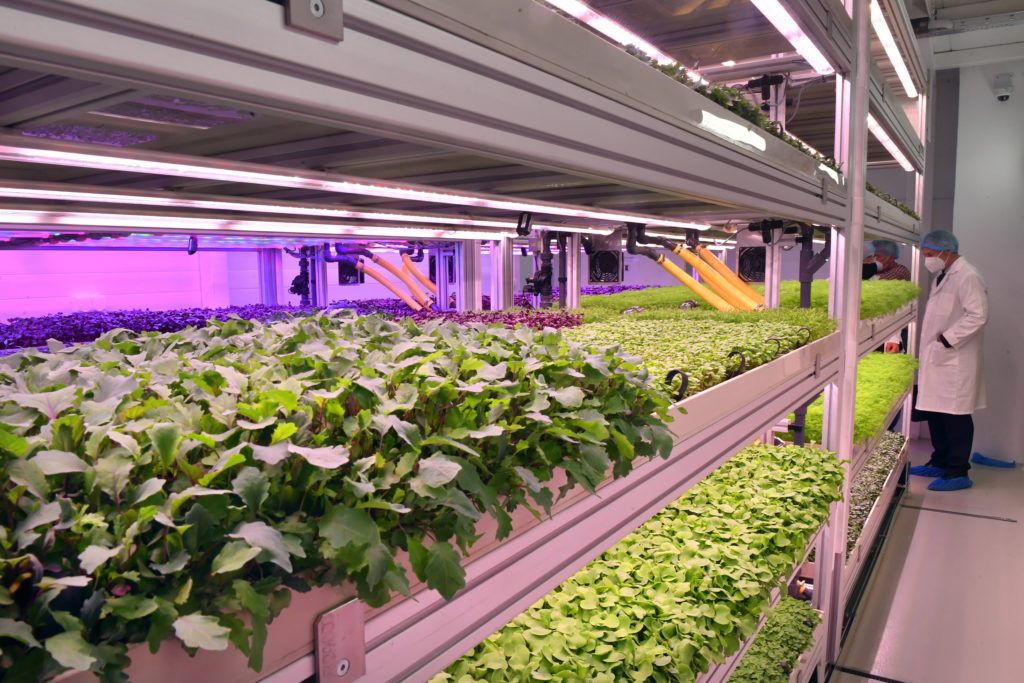 Zöldségnövények fejlődnek mesterséges fényviszonyok között a Tungsram Group vertikális farmján az avatása napján a Tungsram budapesti központjában 2021. május 5-én. MTI/Máthé Zoltán