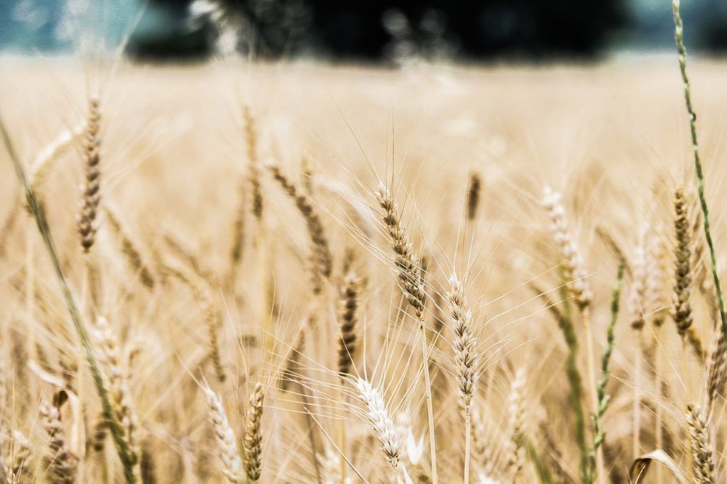 Már a tavaszi kalászosok vetésére készülnek a gazdák, lesz elég magyar vetőmag 2022-ben