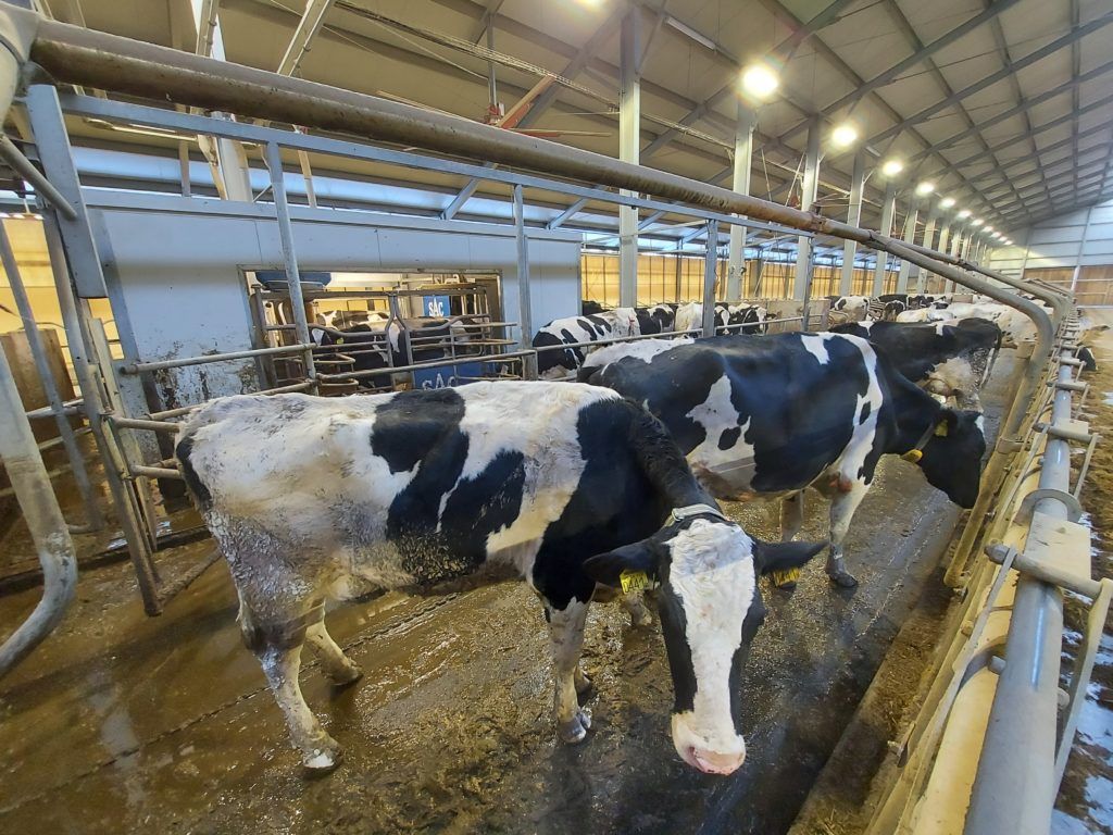 A KSH adatai szerint 2021 decemberében 31,0 százalékkal magasabbak voltak a mezőgazdasági felvásárlási árak, mint egy évvel azelőtt - Fotó: Magro.hu, CSZS, Mezőhegyes