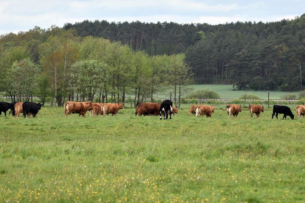 A stresszes nőstények nem képesek azonnal ellazulni, és hosszabb ideig magasabb kortizolszintet hordoznak a szervezetükben