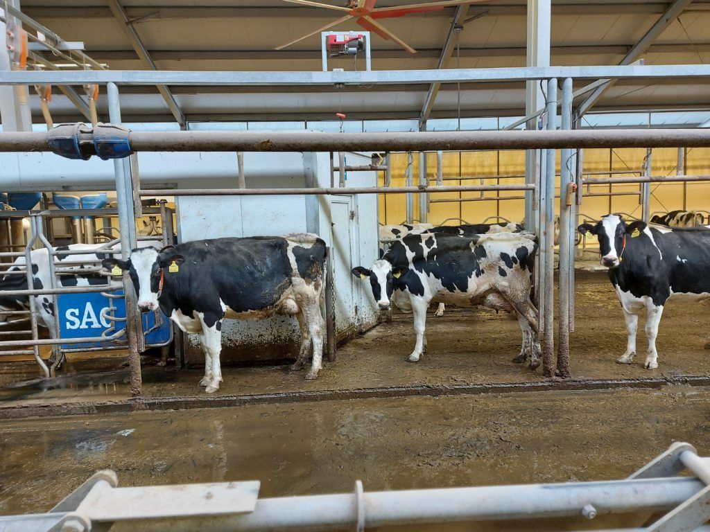 Türelmesen állnak sorba a holstein-fríz tehenek az SAC fejőgép előtt a 11-es majori szarvasmarhatelepen - Fotó: Magro.hu, CSZS, Mezőhegyes