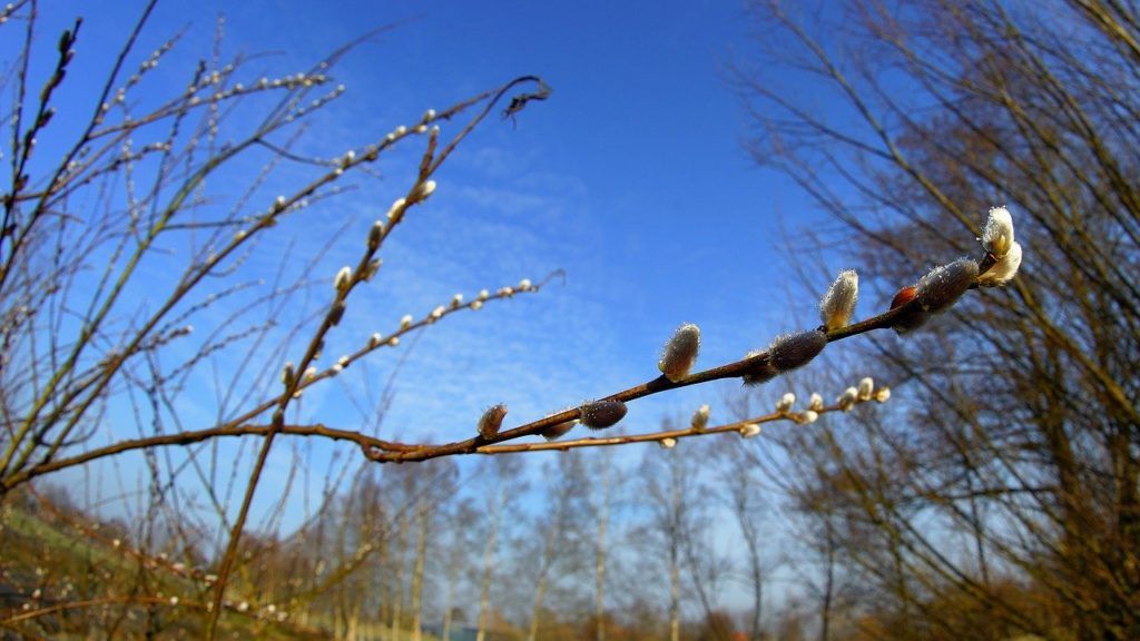 Élesítsük a metszőollókat, rögzítsük a lötyögő ásófogantyúkat, és alaposan tisztítsuk meg a kerti kesztyűket!