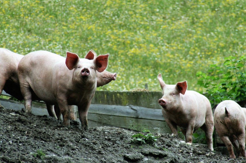 6 hetes kor után számolva a sertések 96%-át sikerül antibiotikumok nélkül a vágóhídra juttatni