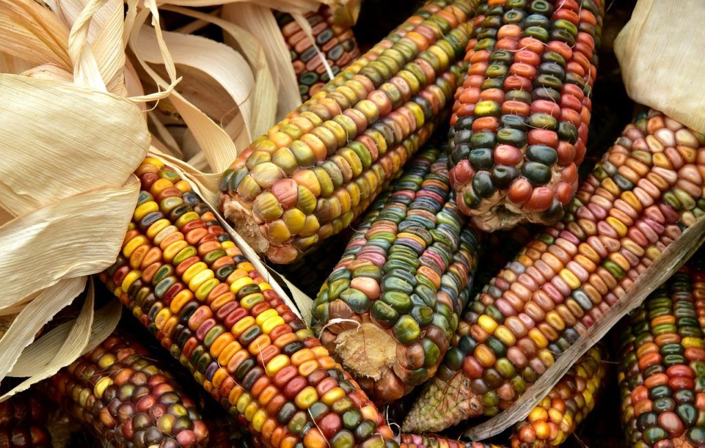 Nigéria az elmúlt 50 évben megtízszerezte a kukoricatermelésének volumenét, ma körülbelül 10 millió tonna terem a növényből az országban